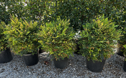 NANDINA DOMESTICA LEMON LIME